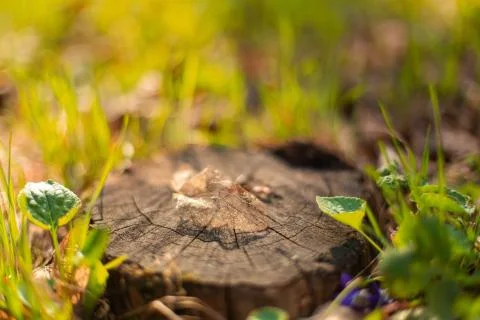 Dry skeletonized leaf on a stump close up Stock Photos