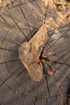 Dry skeletonized leaf on a stump close up Stock Photos