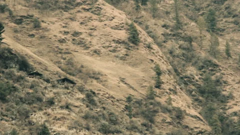 Dry slopes of the Himalayan mountains with rare firs and herbage Stock-Footage 89404396