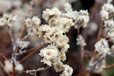 Dry small flower. Stock Photos