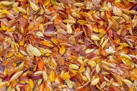 Dry small leave as the background Stock Photos