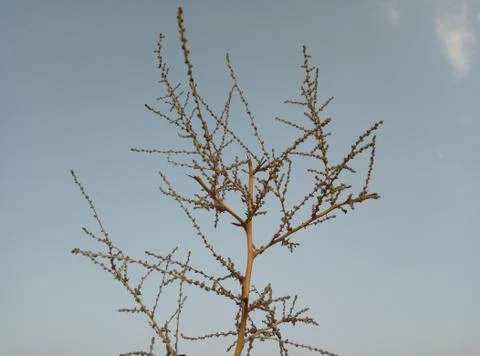 Dry small tree view Stock Photos