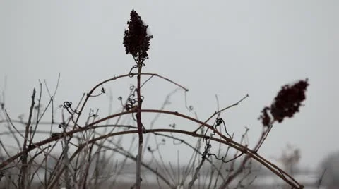 Dry smooth sumac and vines in snowfall Stock Footage 22144430