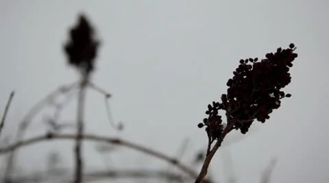 Dry smooth sumac and vines in snowfall - rack focus Stock Footage 22144643