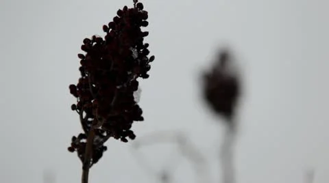 Dry smooth sumac and vines in snowfall - rack focus Stock Footage 22144743