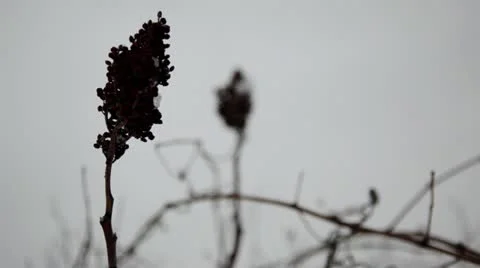 Dry smooth sumac and vines in snowfall Stock Footage 22144811