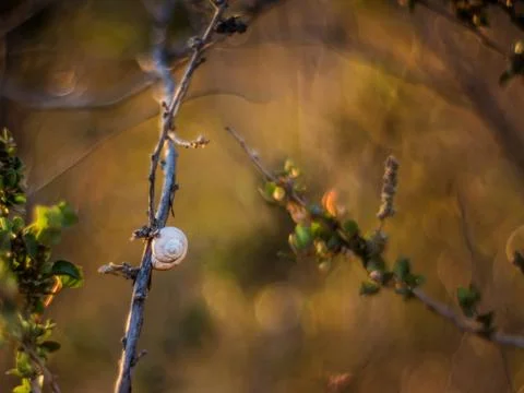 Dry snail on the branch Stock Photos