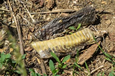 Dry snake skin on the ground in Crimea Stock Photos