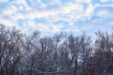 Dry snow-covered trees without leaves against the blue sky with clouds. Stock Photos