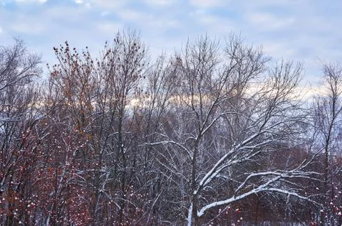 Dry snow-covered trees without leaves against the blue sky with clouds. Stock Photos