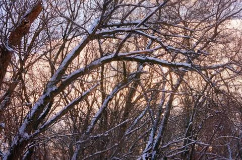 Dry snow-covered trees without leaves against the blue sky with clouds. Stock Photos