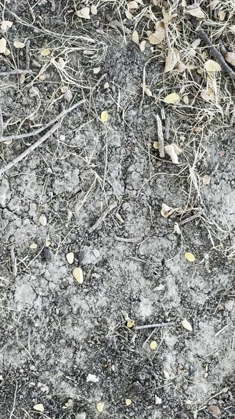 Dry Soil and Leaf Litter Ground Texture Stock Footage 346071943