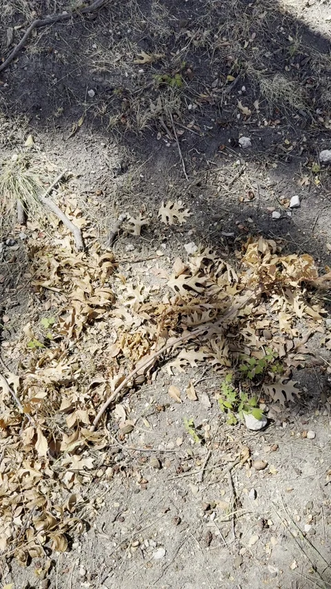 Dry Soil and Mulch Texture Close Up Stock Footage 346075010