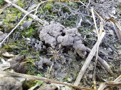 Dry soil. Stock Photos