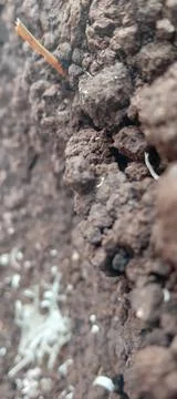 Dry soil Stock Photos