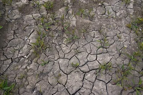Dry soil shakes the soil with a layer of vegetation. Deficit moisture, dry ou Stock Photos