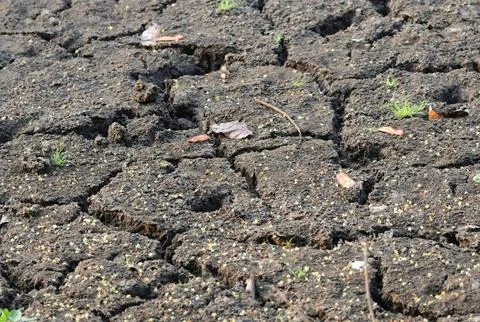 Dry soil in summer. Stock Photos
