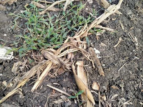 Dry soil surface with scattered twigs and organic debris Stock Photos