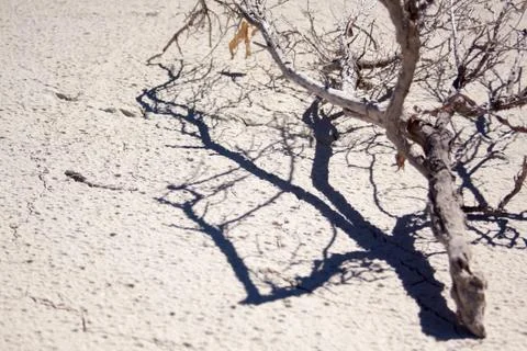 Dry Soil Texture Stock Photos