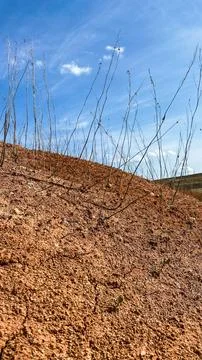 Dry soil with thin plants growing on a hillside under blue sky near a rural.. Stockfoto's