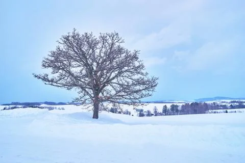 Dry solo Oak tree called "Seven star no ki" in winter at Biei city. Stock Photos
