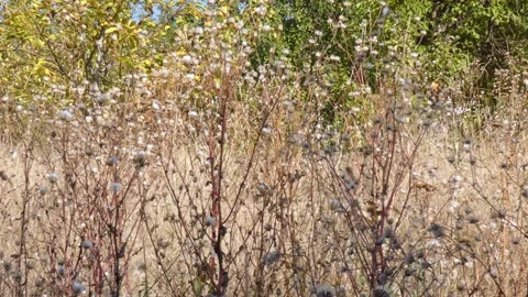 Dry sow thistle Sonchus plants with fluffy seed heads, panning shot Vídeos de archivo 342403030