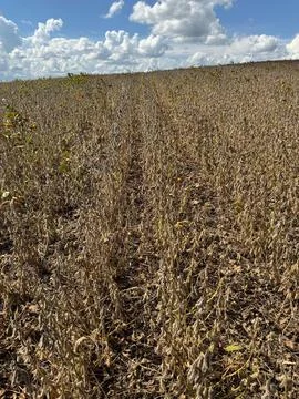 Dry Soybean Field Stock Photos