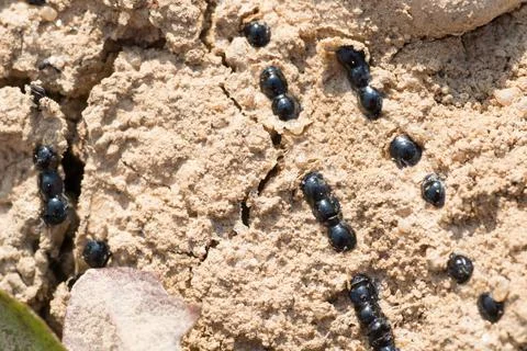 Dry spawn of the natterjack toad (Epidalea calamita) (syn.: Bufo calamita) in Stock Photos