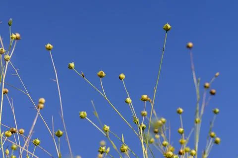Dry spherical boxes with flax seeds in a field before harvesting seeds and .. Stock Photos