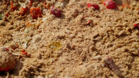 Dry Spice and seasoning Falling Down on hot pan for cooking Stock Footage 271400565