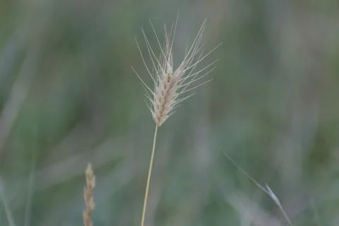 Dry spike close up Stock Photos
