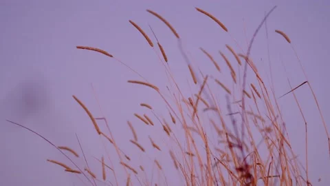 Dry spikelets blown by the wind Stock Footage 179051804