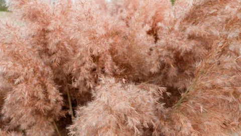 Dry spikelets of grass move from the wind during the day Stock Footage 254929394