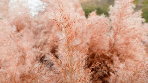 Dry spikelets of grass move from the wind during the day Stock Footage 254930146