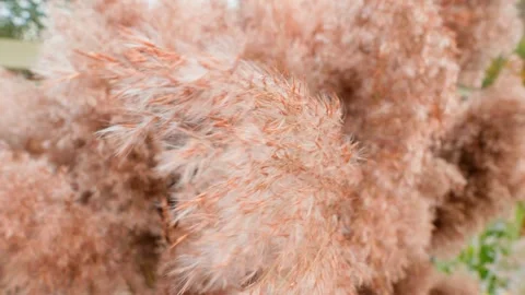 Dry spikelets of grass move from the wind during the day Video stock 254930630