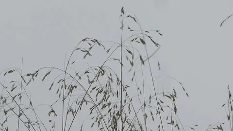 Dry spikelets of grass sway the gray sky Stock Footage 144765545