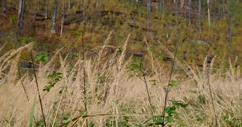Dry spikelets of the high grass are growing in field. Wheat herbs in nature. Stock Footage 295885724