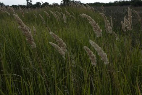 Dry spikelets small and large with green grass grow in open ground against a Stock Photos