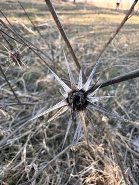 Dry Spiky Thistle in Sharp Focus Foto stock