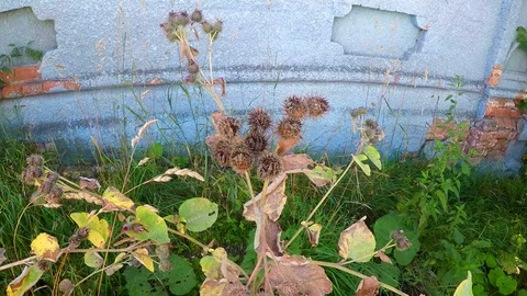 Dry spines of large burdock (Arctium lappa) Video stock 115625265