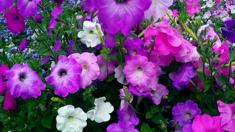 Dry spines of large burdock Video stock 115597649