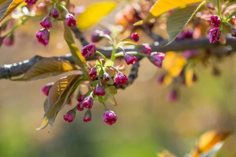 Dry Spring Cherry blossoms Stock Photos