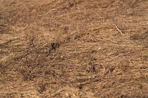 Dry spring grass field texture brown strawlike blades, sparse vegetation acro Stock Photos