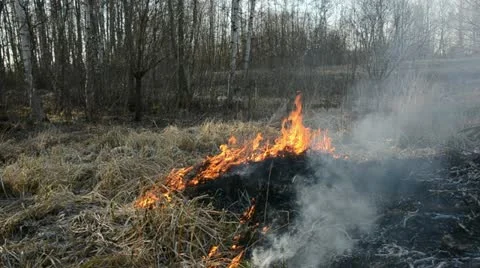 Dry spring grass fire in forest Stock Footage 11613266