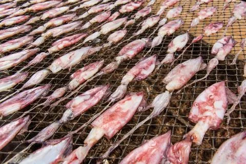 Dry squid Stock Photos