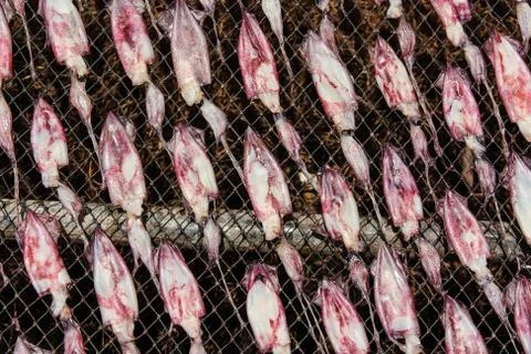 Dry squid Stock Photos