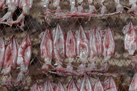 Dry squid Stock Photos
