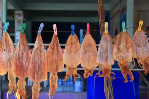 Dry squid in row. Stock Photos
