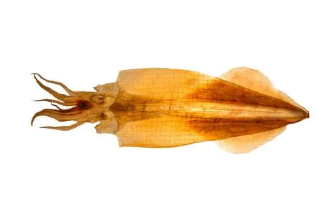 Dry squid on white background Stock Photos