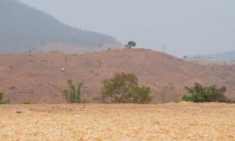 Dry stack of corn husk on the ground after harvesting in northern Thailand. 스톡 사진